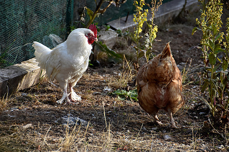 A rooster and a hen are seen in a farm.
According to the Ministry of Agriculture, France has more than 150 farms infected with avian flu or also known as bird flu, two-thirds of which are in the Landes Department.