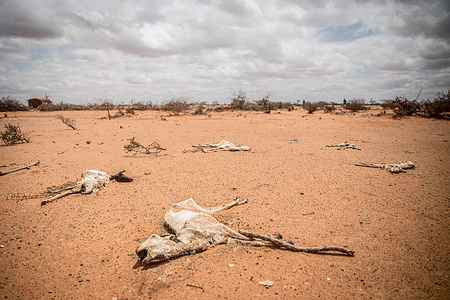 The carcass of goats lies in the sand on the outskirts of Dollow, Somalia. People from across Gedo in Somalia have been displaced due to drought conditions and forced to come to Dollow, in the southwest, to search for aid. Somalia has suffered three failed rainy seasons in a row, making this the worst drought in decades, and 6 million people are in crisis levels of food insecurity. The problems are being compounded by the rising costs of food prices because of the Ukraine war. Hence, hundreds of thousands of livestock have died from hunger and thirst.